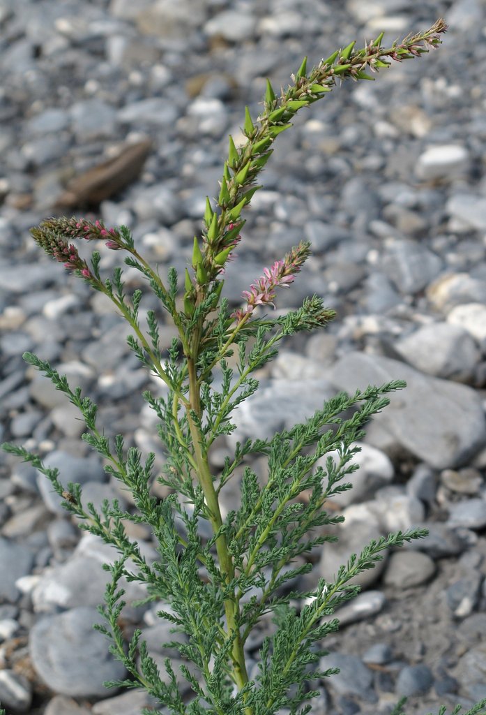 Myricaria germanica
